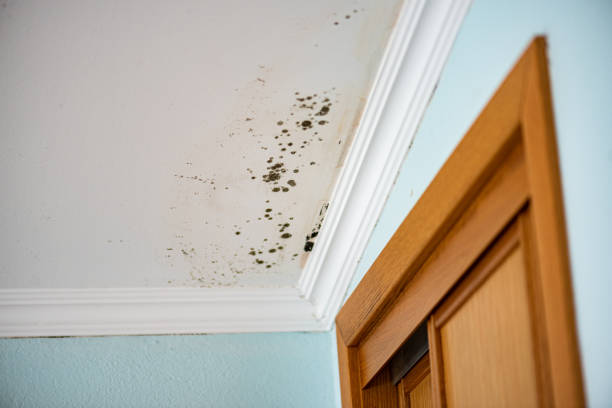 Best Mold Removal Process  in Louisburg, NC