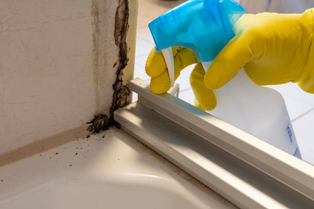 Best Certified Mold Removal  in Louisburg, NC