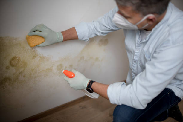 Best Home Mold Removal  in Louisburg, NC