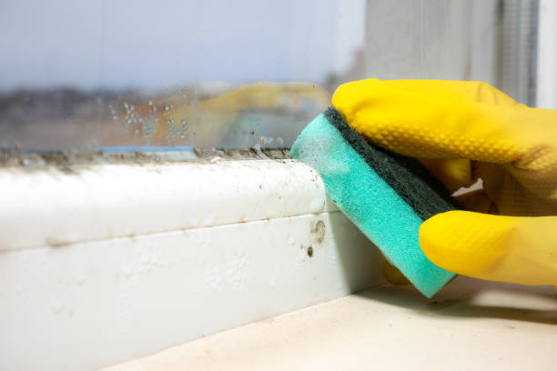 Mold Removal Process in Louisburg, NC