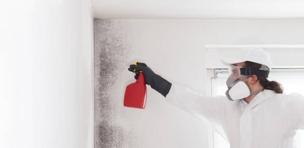 Best Emergency Mold Removal  in Louisburg, NC