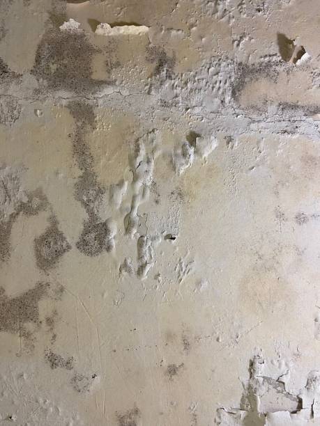 Best Office Mold Removal Services  in Louisburg, NC