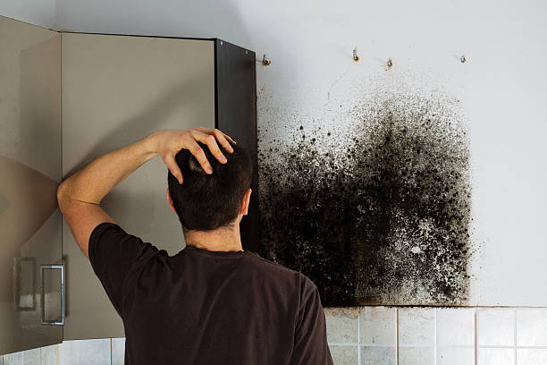 Professional Mold Removal in Louisburg, NC