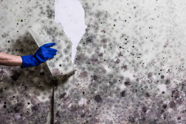 Best Water Damage Restoration  in Louisburg, NC