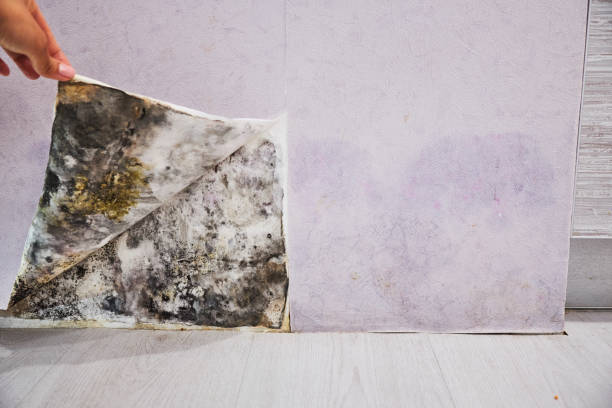 Best Best Mold Removal Companies  in Louisburg, NC
